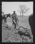 [man and mule plowing]